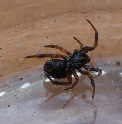 Réf. 251 052 : Asagena phalerata